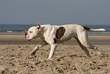 BOULEDOGUE AMERICAIN 211